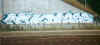 etikdiazeconnex.jpg (27200 octets)