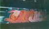 trainetik26.jpg (38947 octets)